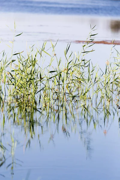 Cañas en el agua en el lago en la naturaleza —  Fotos de Stock