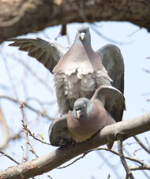 Zwei Verliebte Tauben Auf Dem Baum Der Natur — Stockfoto