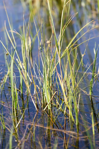 Cañas en el agua en el lago en la naturaleza —  Fotos de Stock