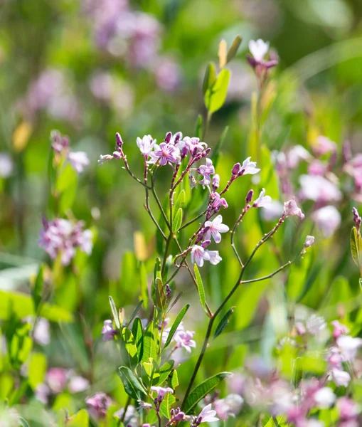 Mooie kleine bloemen in de natuur — Stockfoto