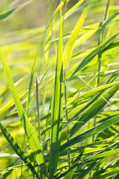 Bulrush en la naturaleza como fondo — Foto de Stock