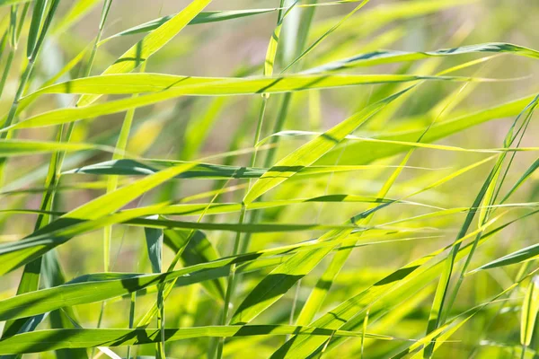 Lisdodde in de natuur als achtergrond — Stockfoto