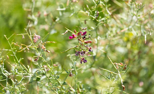 Bloemen op stekelige planten in de natuur — Stockfoto