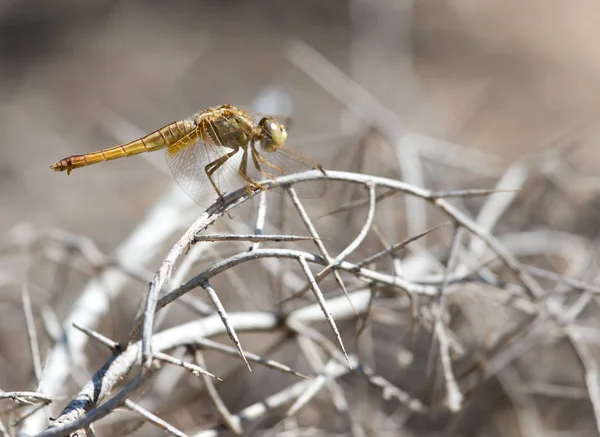 Dragonfly on nature — Stock Photo, Image