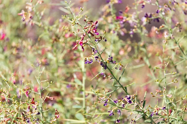 Flores em plantas espinhosas na natureza — Fotografia de Stock