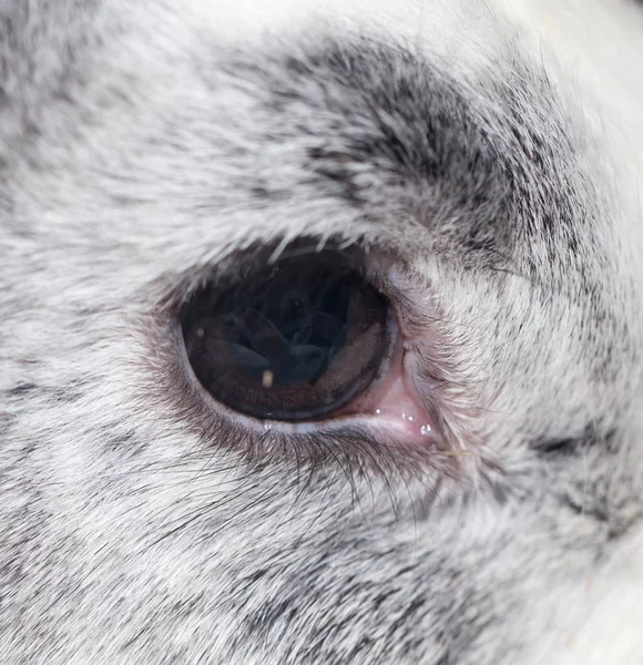 Rabbit eye. close-up — Stock Photo, Image