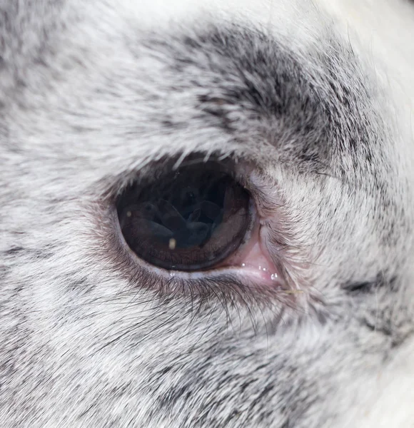 Konijn oog. Close-up — Stockfoto