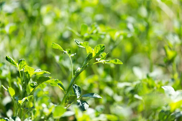 Klöver i naturen — Stockfoto