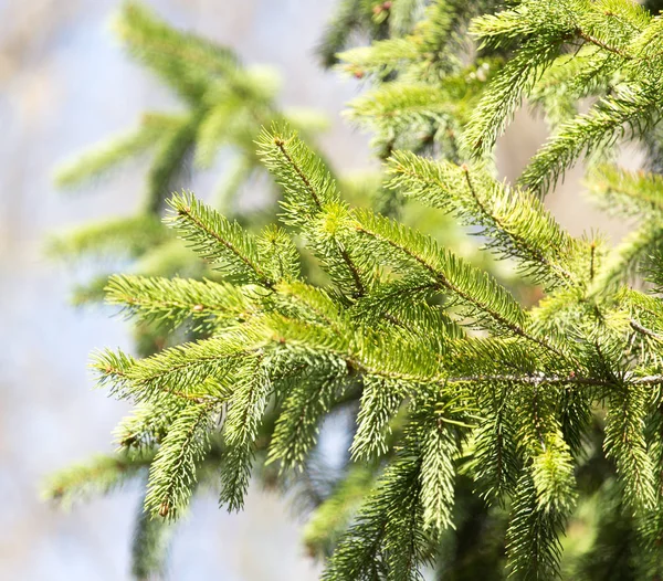 Spruce branch on the nature — Stock Photo, Image