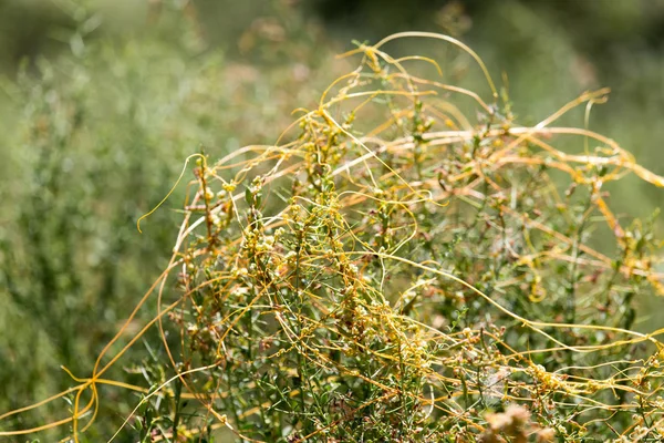 Hierba amarilla sobre la naturaleza del parásito —  Fotos de Stock