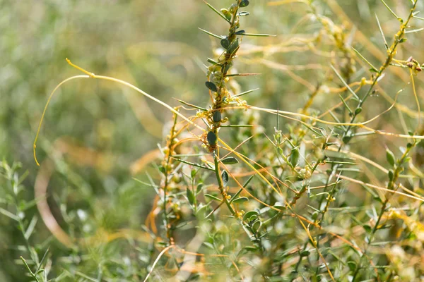 Hierba amarilla sobre la naturaleza del parásito — Foto de Stock