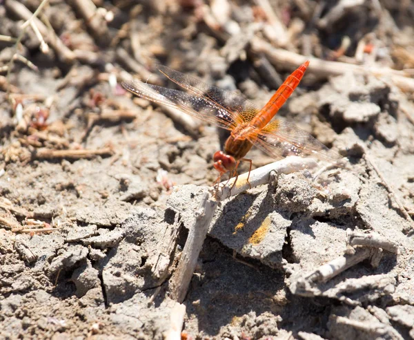 Dragonfly op aard — Stockfoto