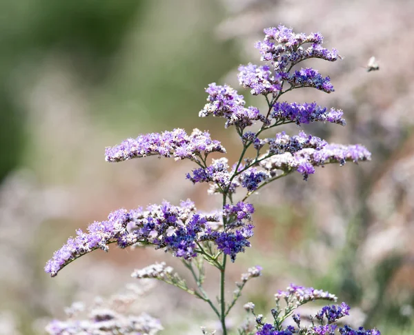Hermosas pequeñas flores en la naturaleza —  Fotos de Stock