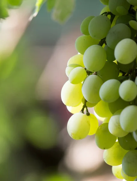 Grüne Trauben in der Natur — Stockfoto