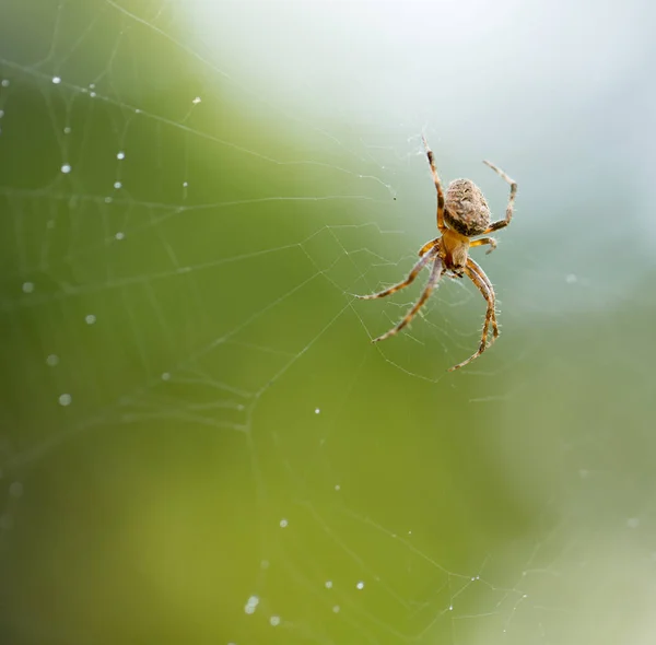 Паук на паутине в природе — стоковое фото