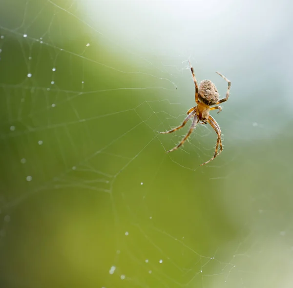 La araña en la tela en la naturaleza — Foto de Stock