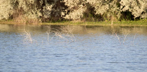 Ramas de árboles de la superficie del agua — Foto de Stock