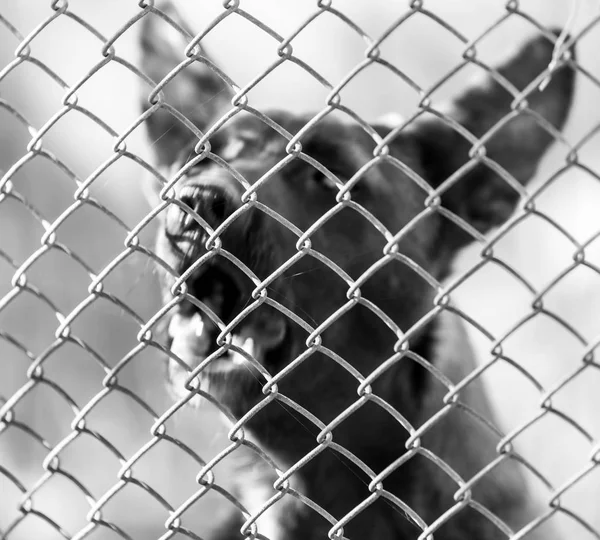 Angry dog behind the fence — Stock Photo, Image