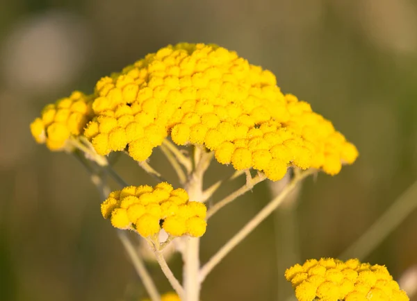 Flor amarilla milenrama en la naturaleza — Foto de Stock