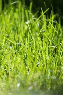 yeşil çimenler arka plan olarak doğada