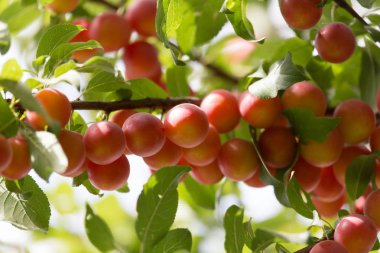 doğada ağaç üzerinde Erik