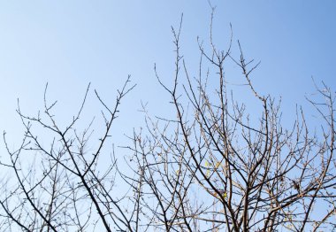 Çıplak ağaç dalları mavi gökyüzüne karşı