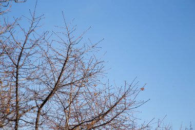 Çıplak ağaç dalları mavi gökyüzüne karşı