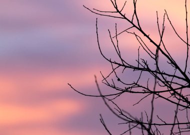 Günbatımında ağacında çıplak dallarında