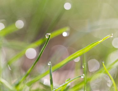 Yeşil çimenlerin üzerinde su damlaları