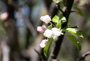 elma ağacı doğada çiçekler