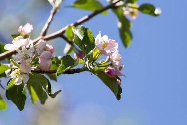 açık havada mavi gökyüzüne karşı elma ağaçlarında çiçekler