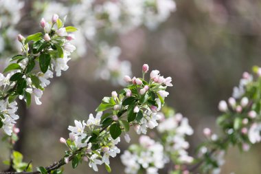 elma ağacı doğada çiçekler