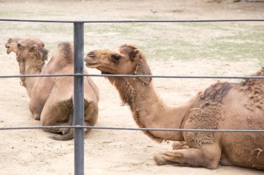 deve hayvanat bahçesinde