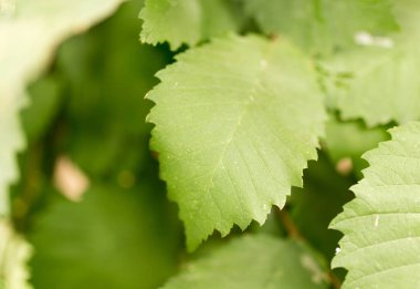 Bir ağacın dallarında yeşil yapraklar