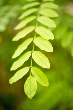 Bir ağacın dallarında yeşil yapraklar