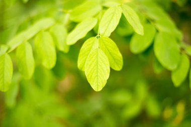 Bir ağacın dallarında yeşil yapraklar