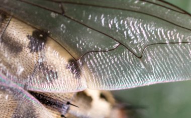 Kanat doğada uçar. Super makro