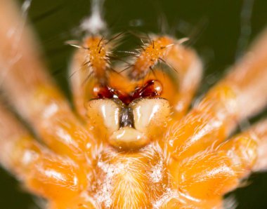 Örümcek doğada. Super makro