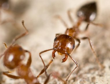 karınca doğada. Super makro