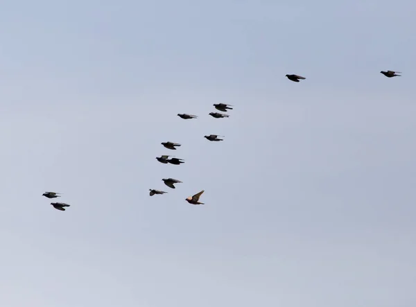Um bando de pássaros no céu azul — Fotografia de Stock
