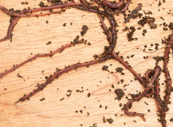 Worm on wooden board — Stock Photo, Image