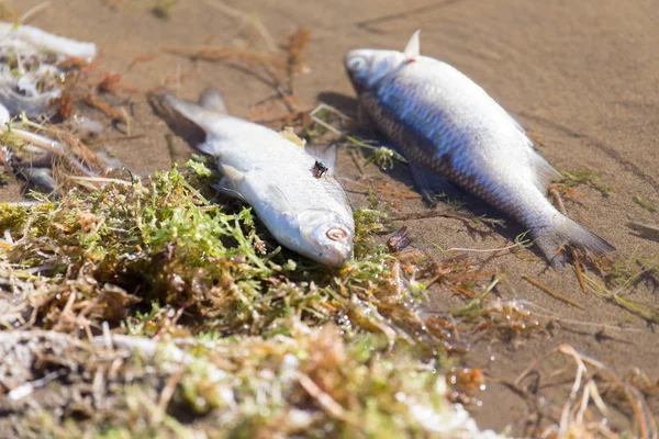 Peces muertos en el río — Foto de Stock