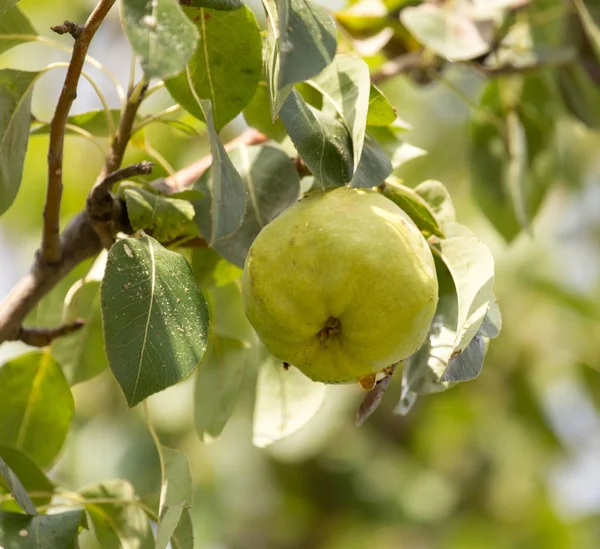 Poires sur l'arbre dans la nature — Photo