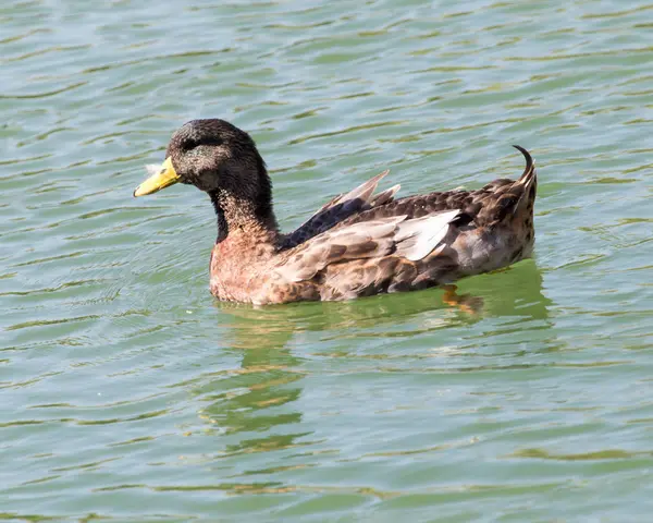 Kachna na jezeře v přírodě — Stock fotografie