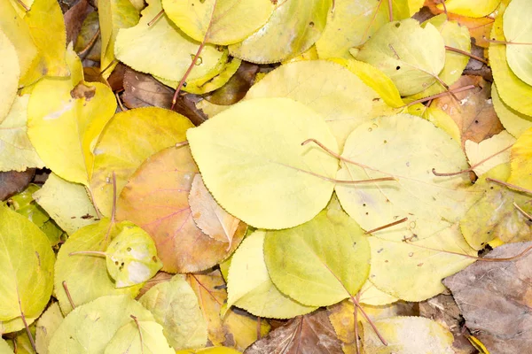 Bladen på hösten som bakgrund — Stockfoto
