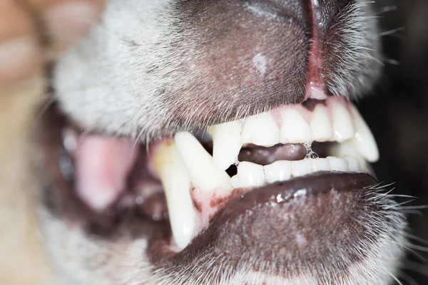 dogs teeth. macro