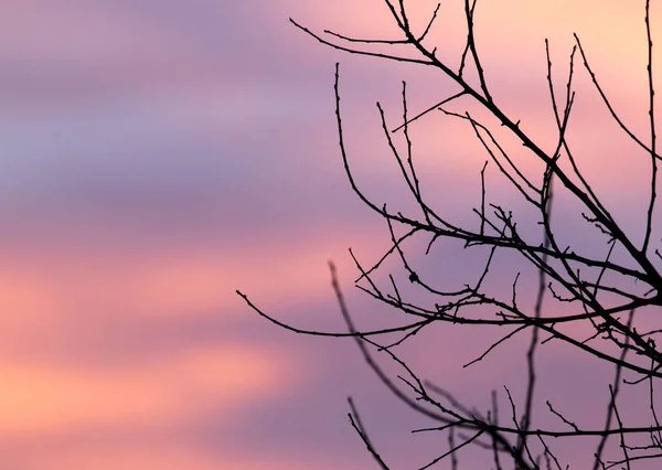 Günbatımında ağacında çıplak dallarında — Stok fotoğraf