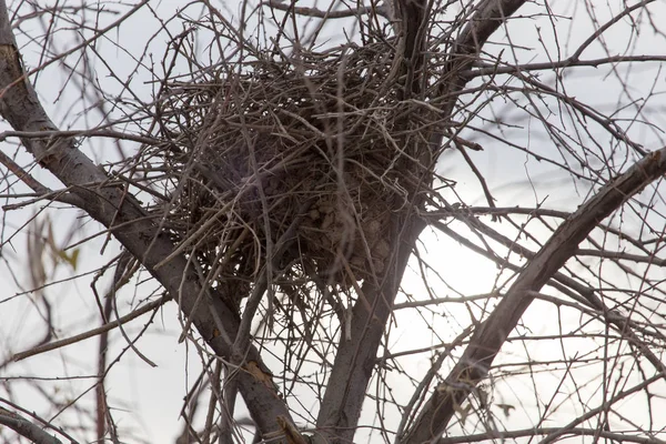 Nest in a tree with bare branches — Stock Photo, Image