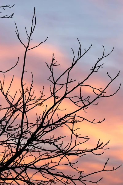 Gołe gałęzie drzewa o zachodzie słońca — Zdjęcie stockowe
