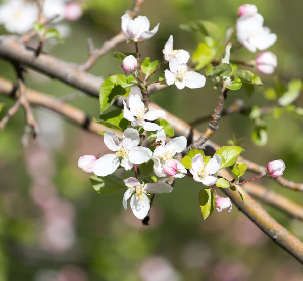 Blommor på äppelträd i naturen — Stockfoto